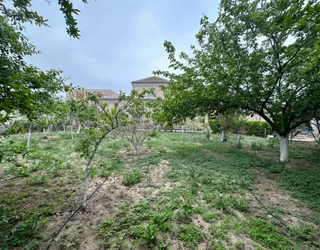 Şağan