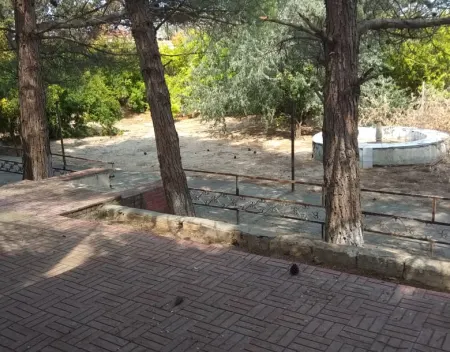 Pirşağı