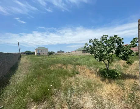 Xaşaxuna