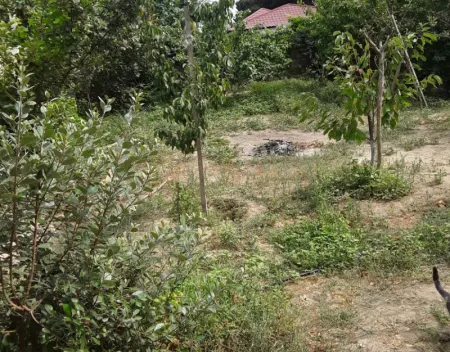 Yeni Ramana