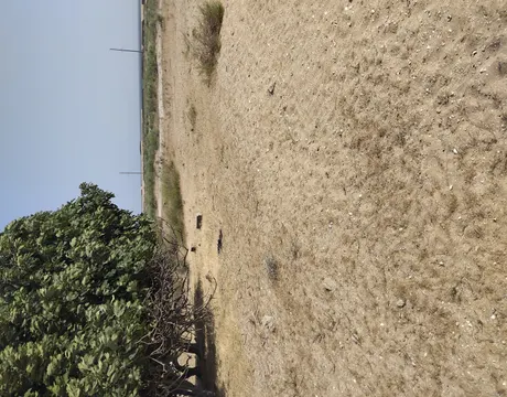 Türkan